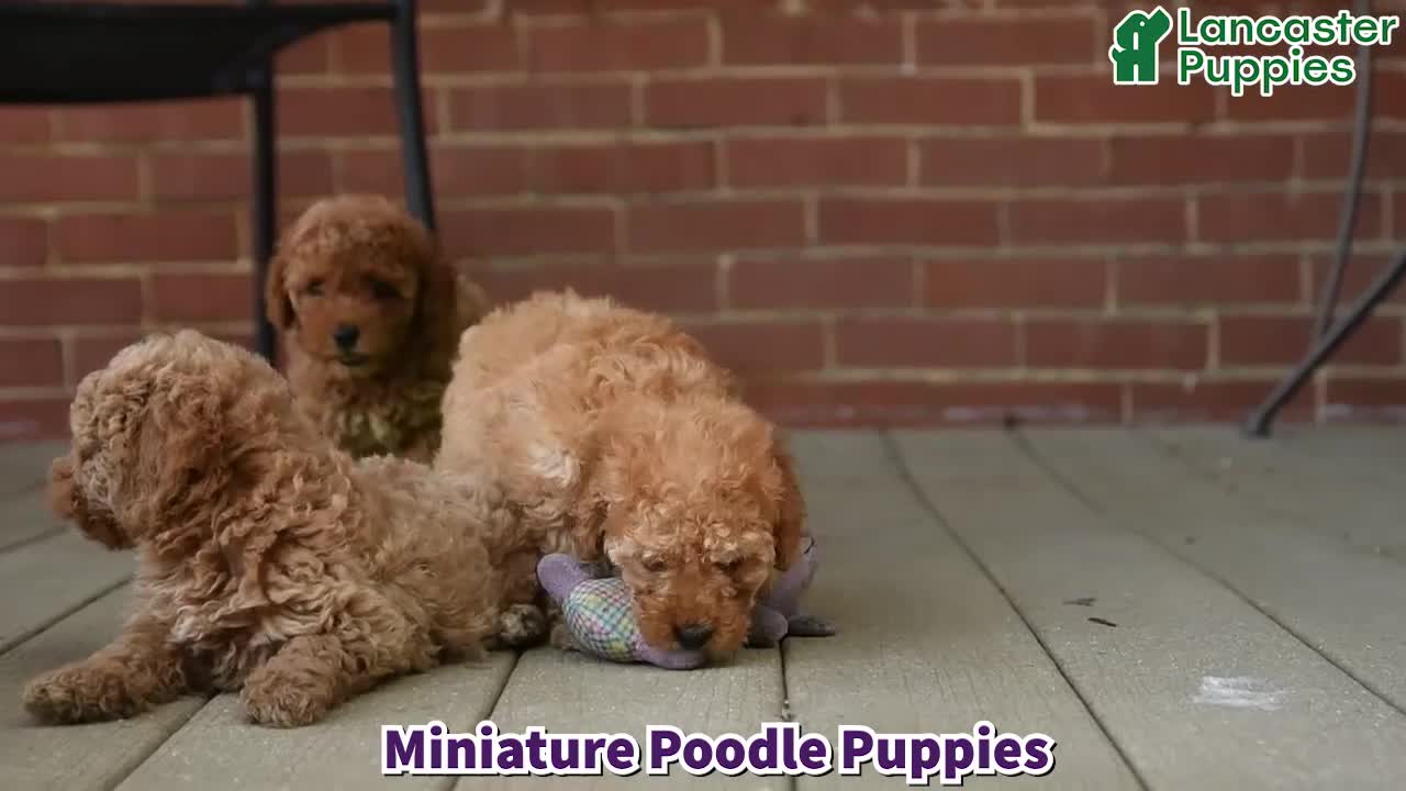 Miniature Poodle dogs for sale: Cooper - Video 1