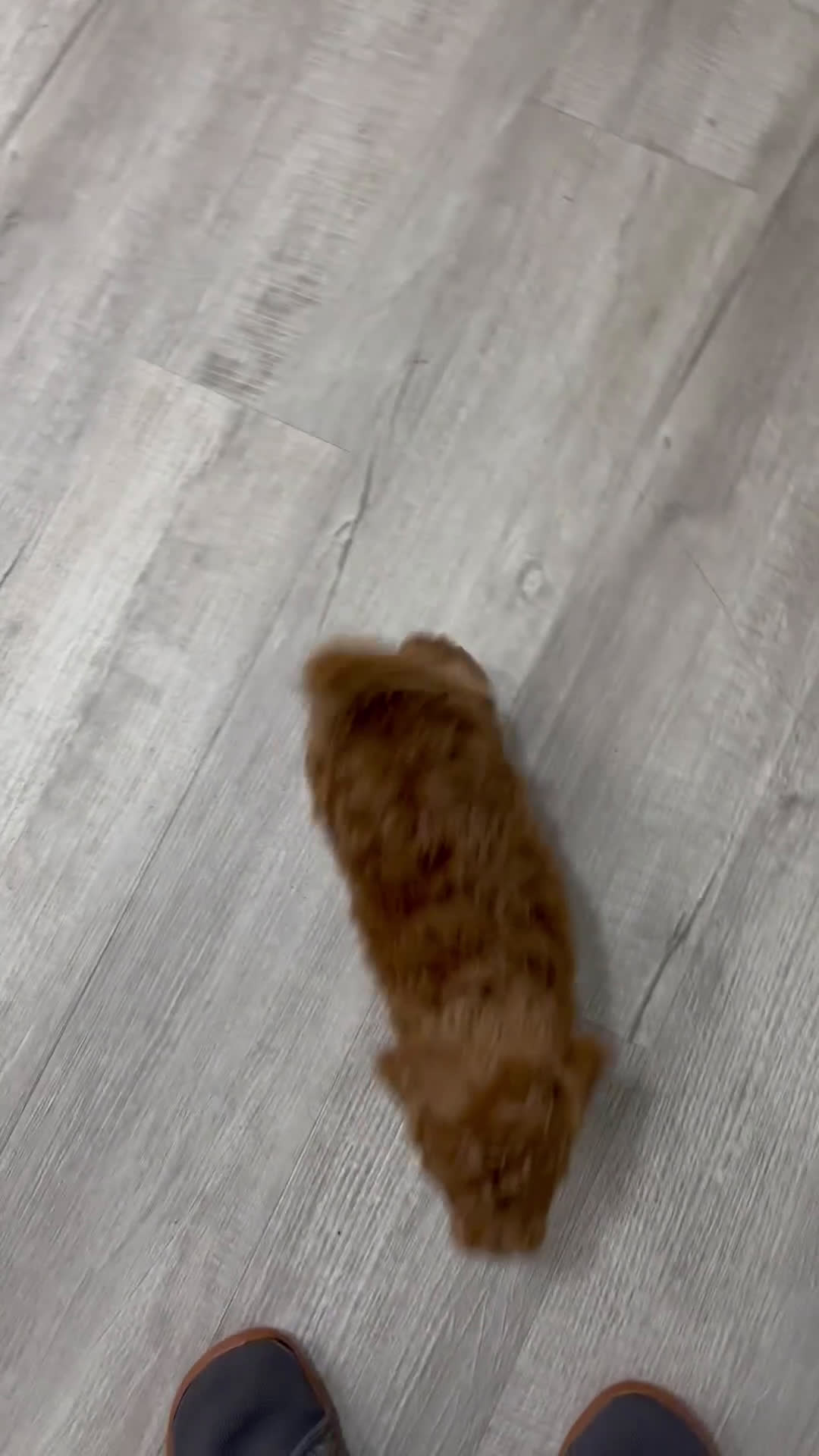 Bichpoo dogs for sale: Rusty - Video 1