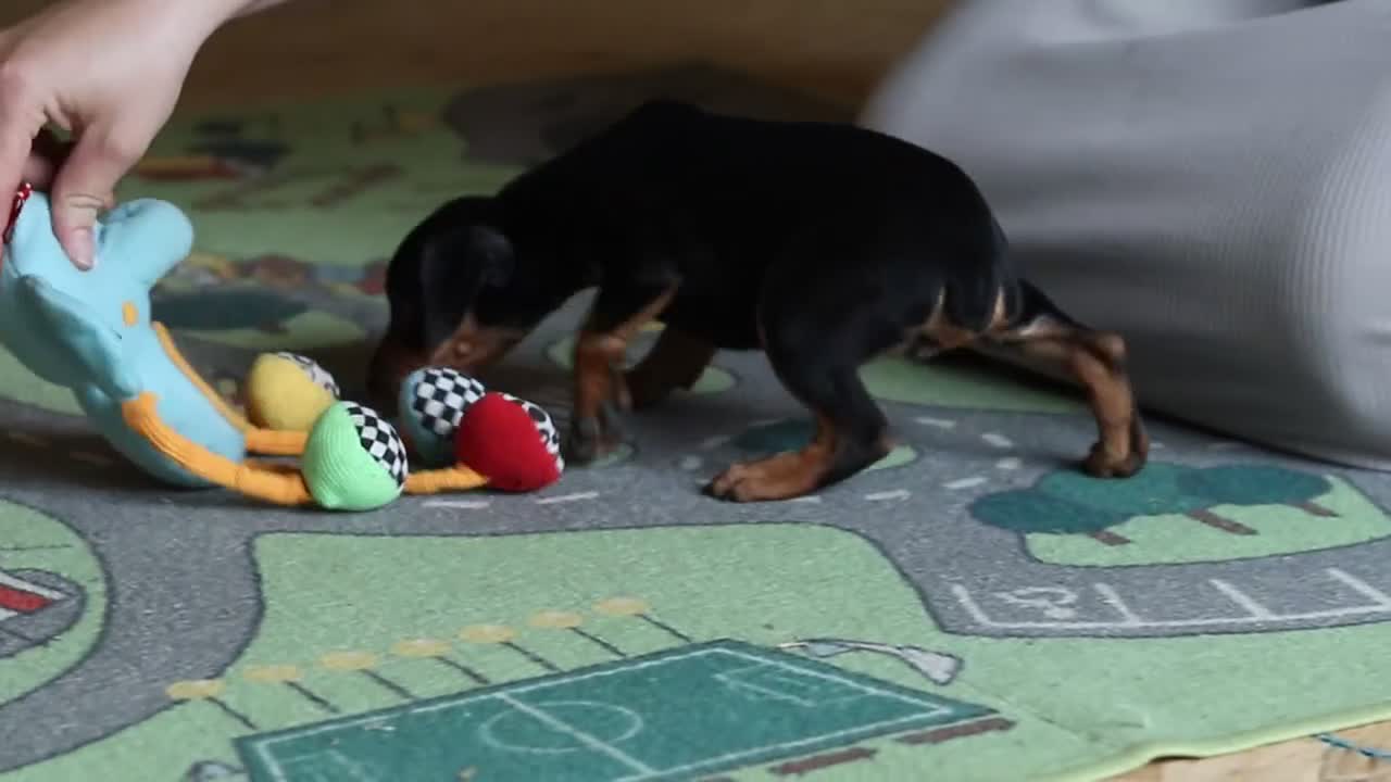 Miniature Pinscher dogs for sale: Sammy - Video 3