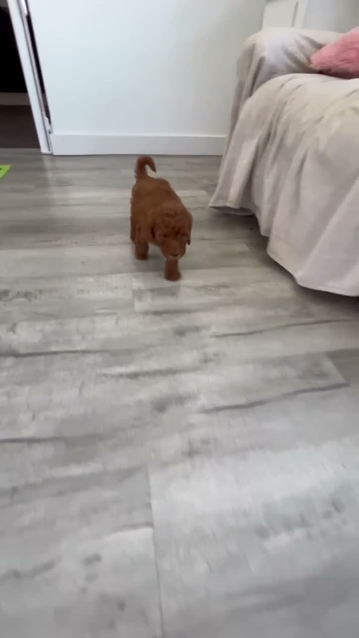 Mini Goldendoodle dogs for sale: Diva - Video 1
