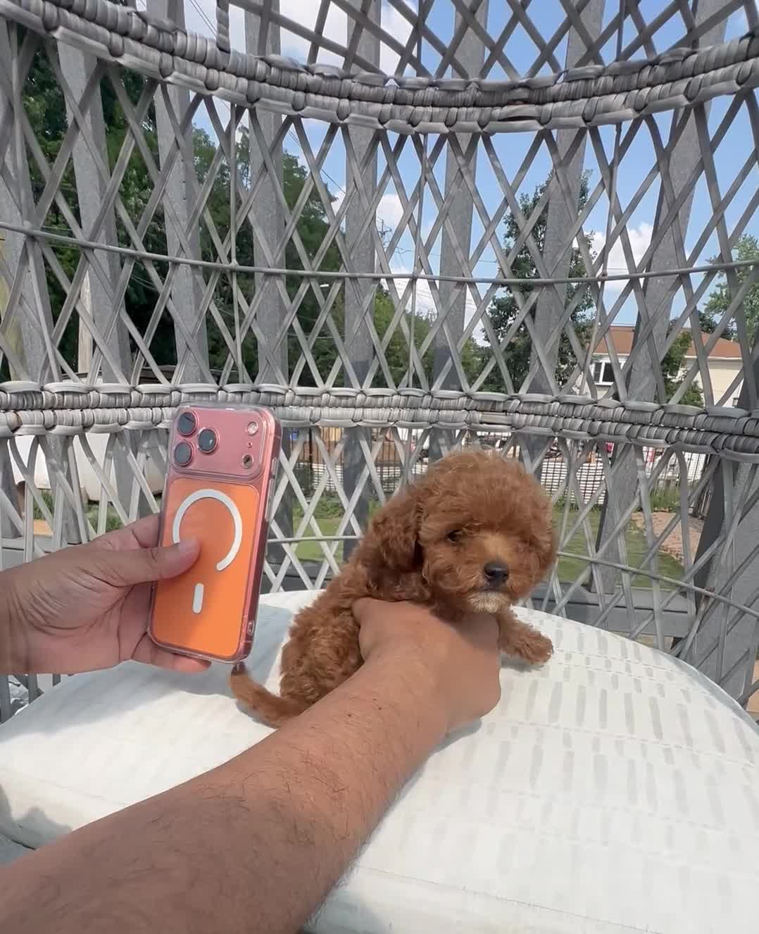Toy Poodle dogs for sale: Teacup poodle Chinese bloodline  - Video 1