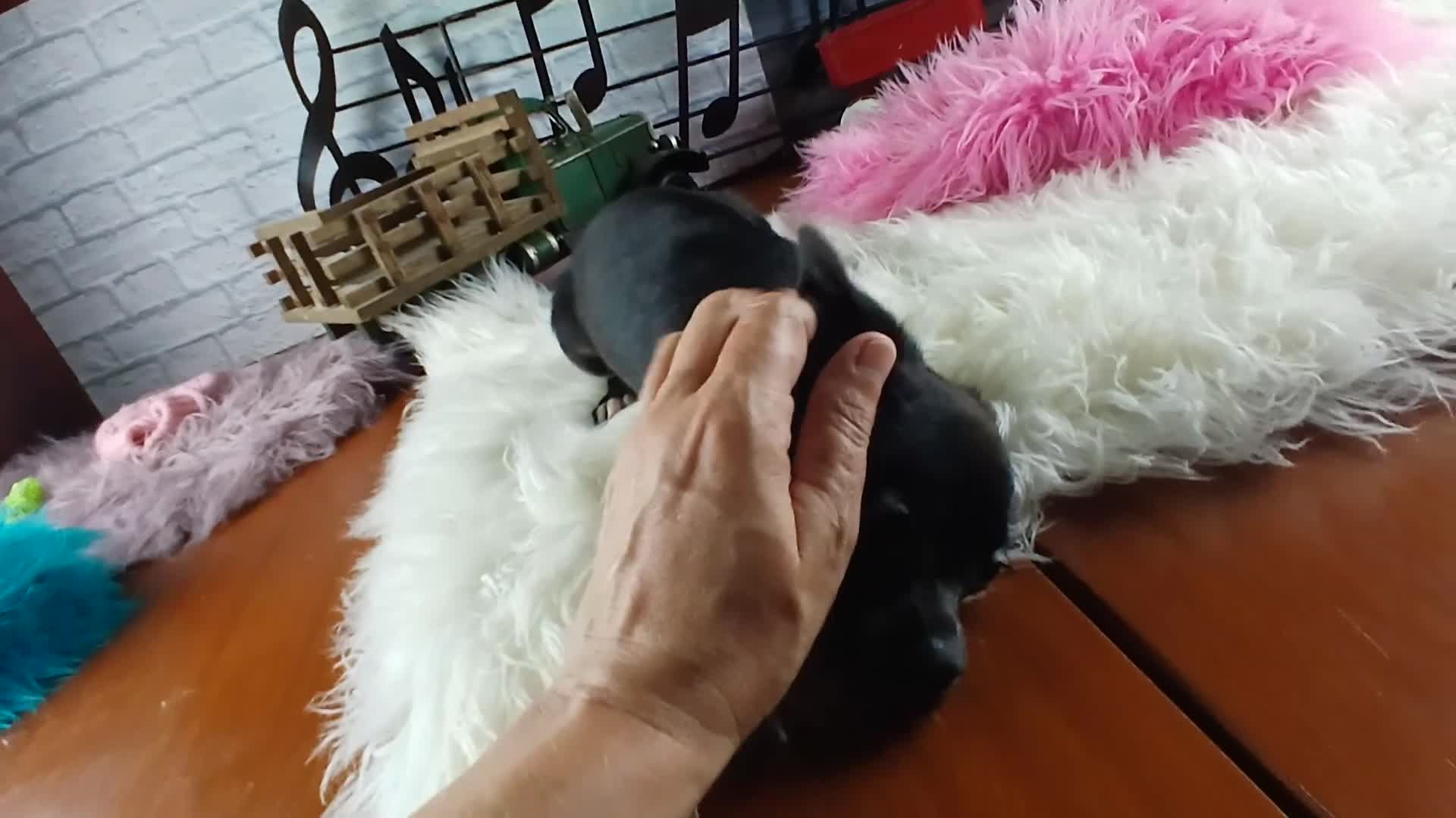 Chihuahua dogs for sale: Black girl NATIONWIDE DELIVERY  - Video 1