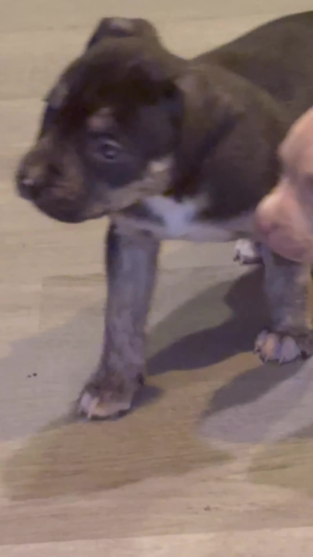 American Bully dogs for sale: American Bully Puppy 2 - Video 1
