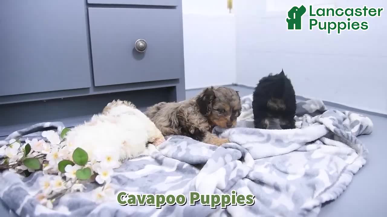 Cavapoo dogs for sale: Ozzy - Video 1