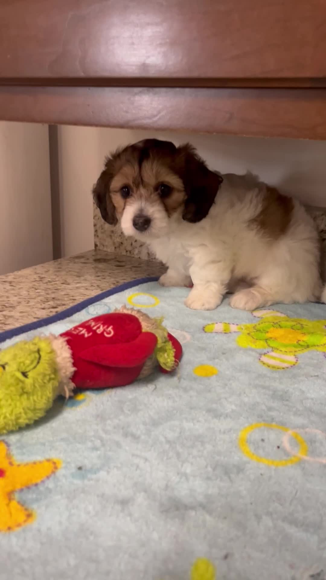 Mixed Breed dogs for sale: Capri - Video 1