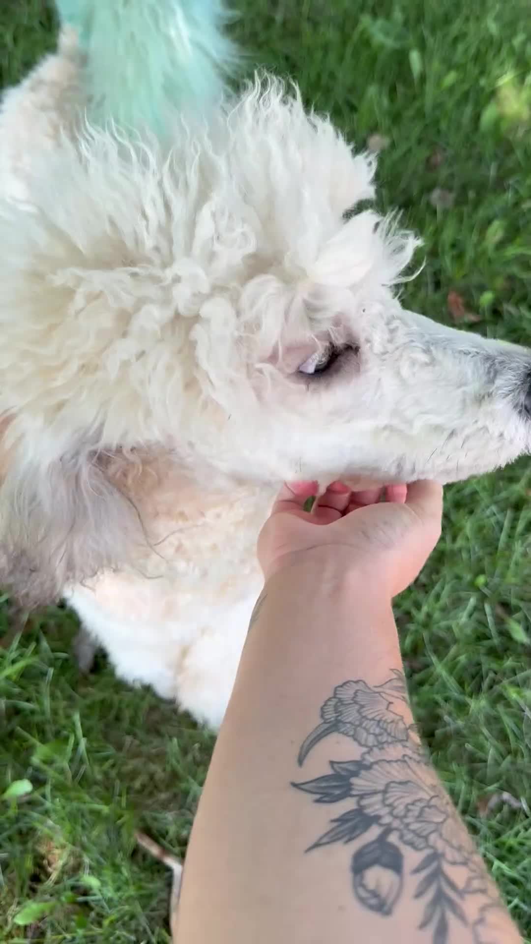 Standard Poodle dogs for sale: Diego - AKC - Video 2