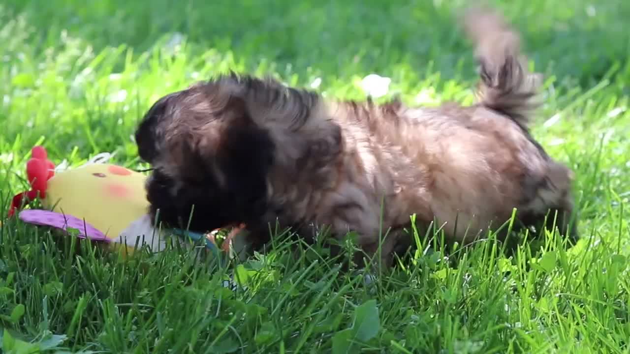 Shih Tzu dogs for sale: Fiona - Video 1
