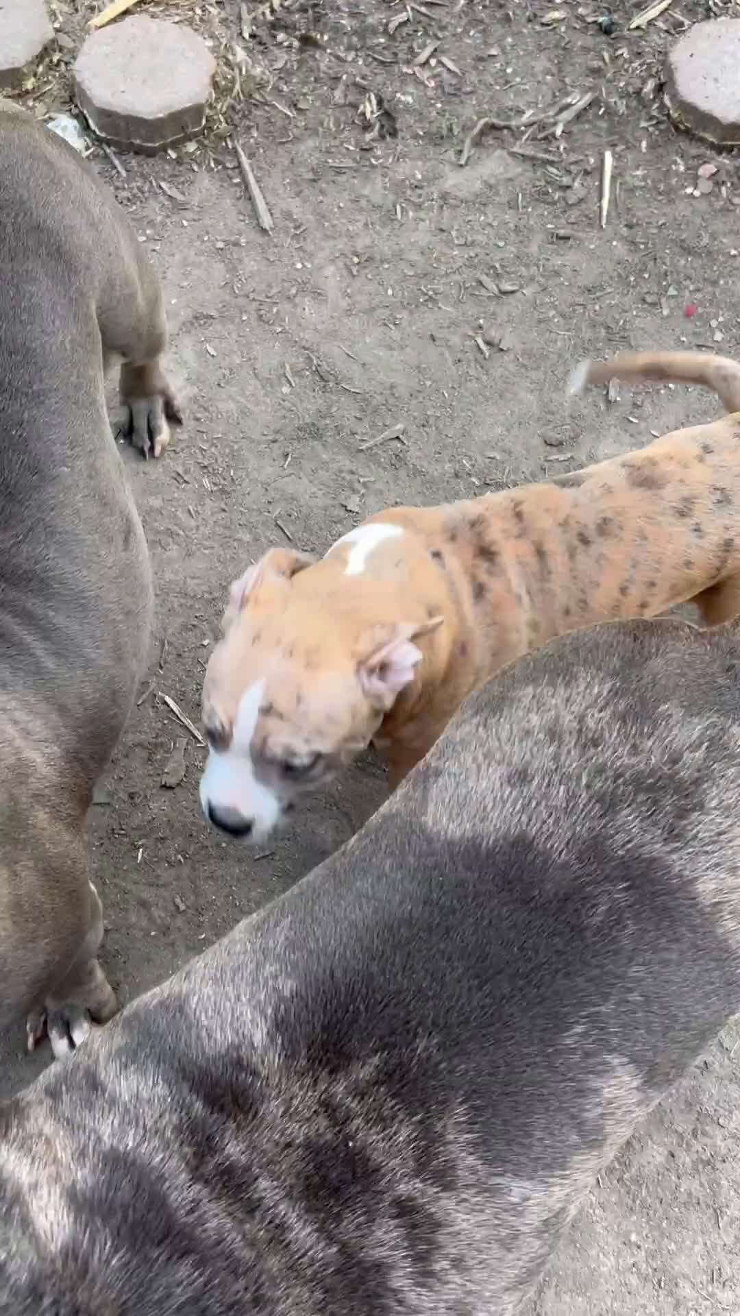 American Bully dogs for sale: American Bully Puppy 1 - Video 1