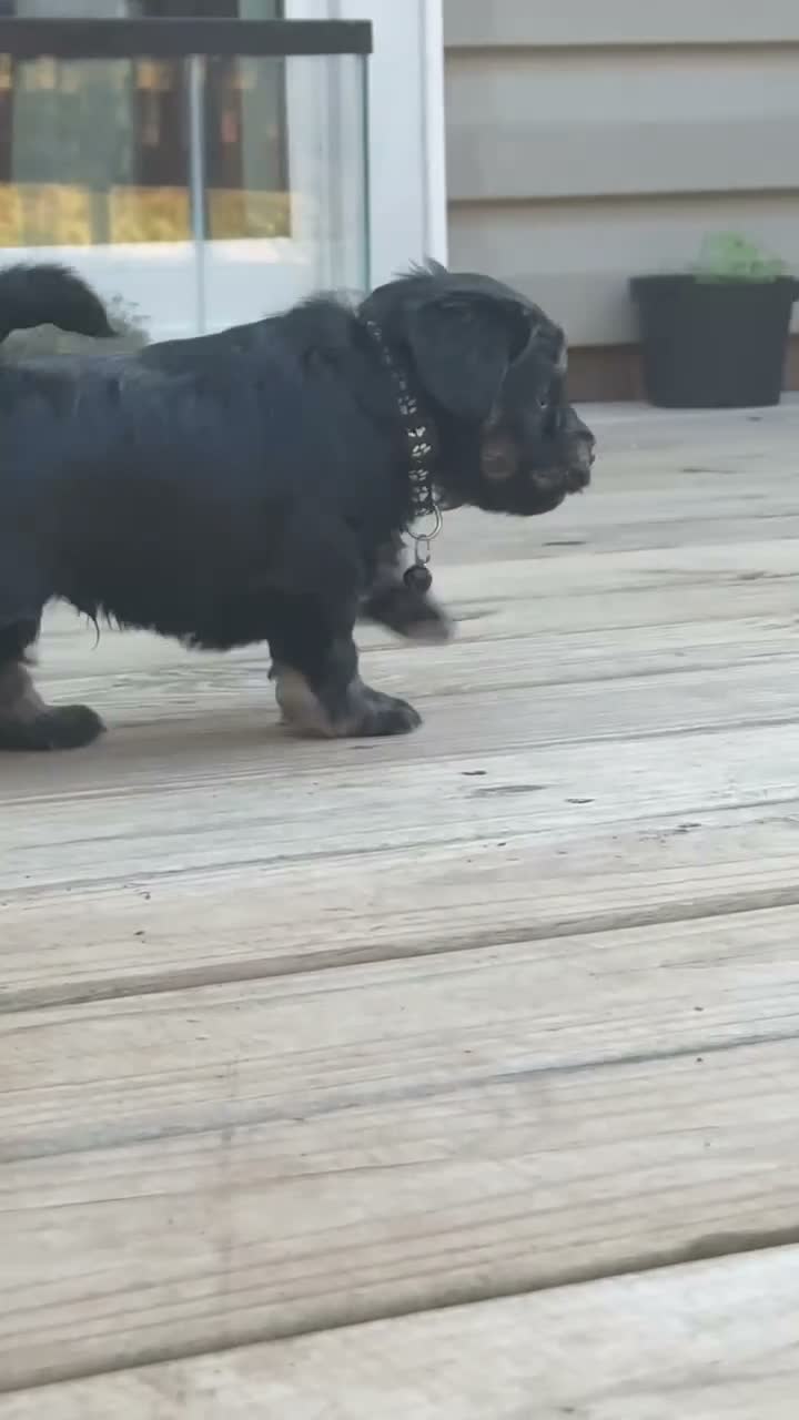 Miniature Schnauzer dogs for sale: Miniature Schnauzer 1 - Video 1