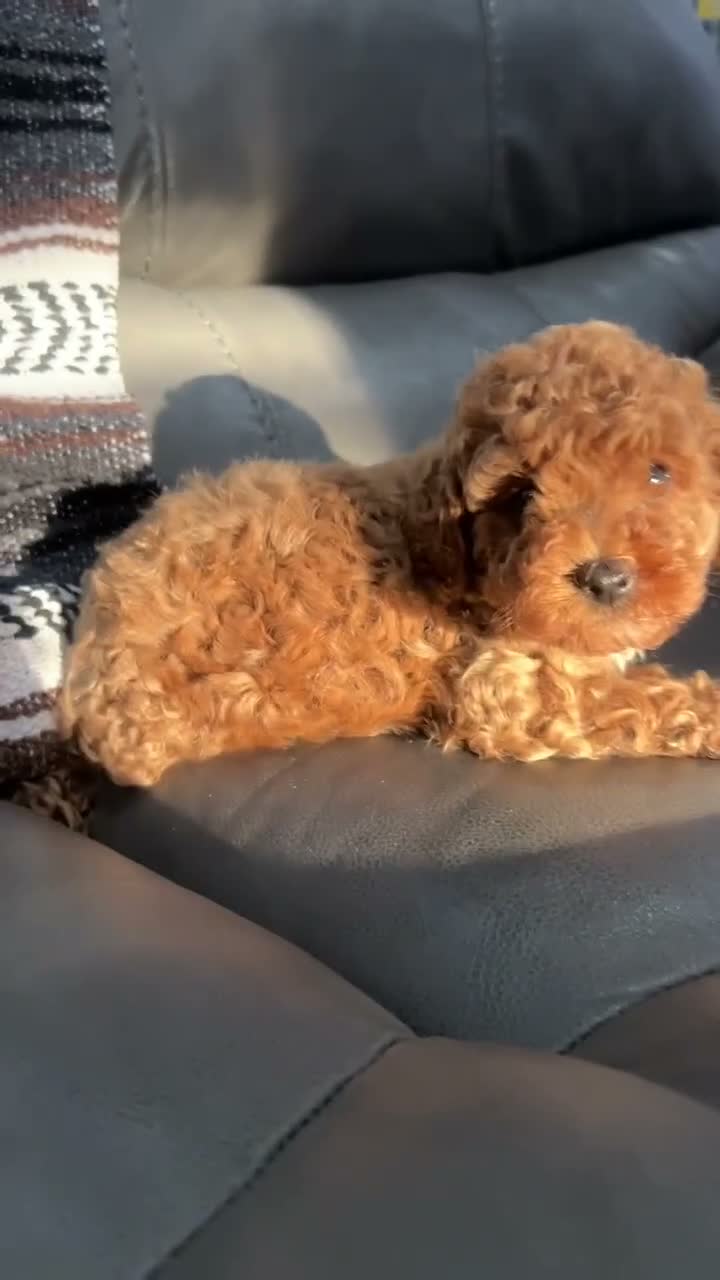 Toy Poodle dogs for sale: Toy Poodle 1 - Video 1