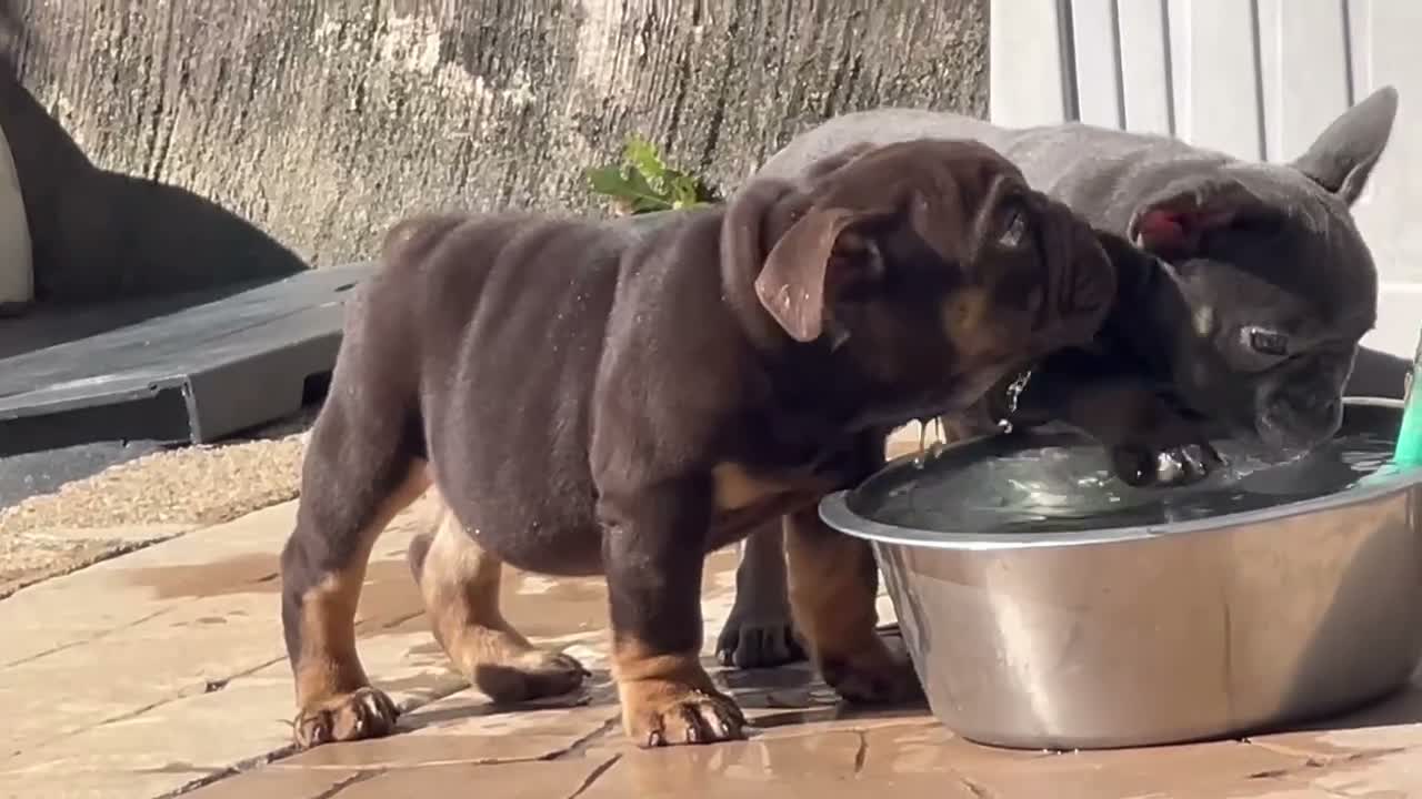 French Bulldog dogs for sale: Sandra - Video 1