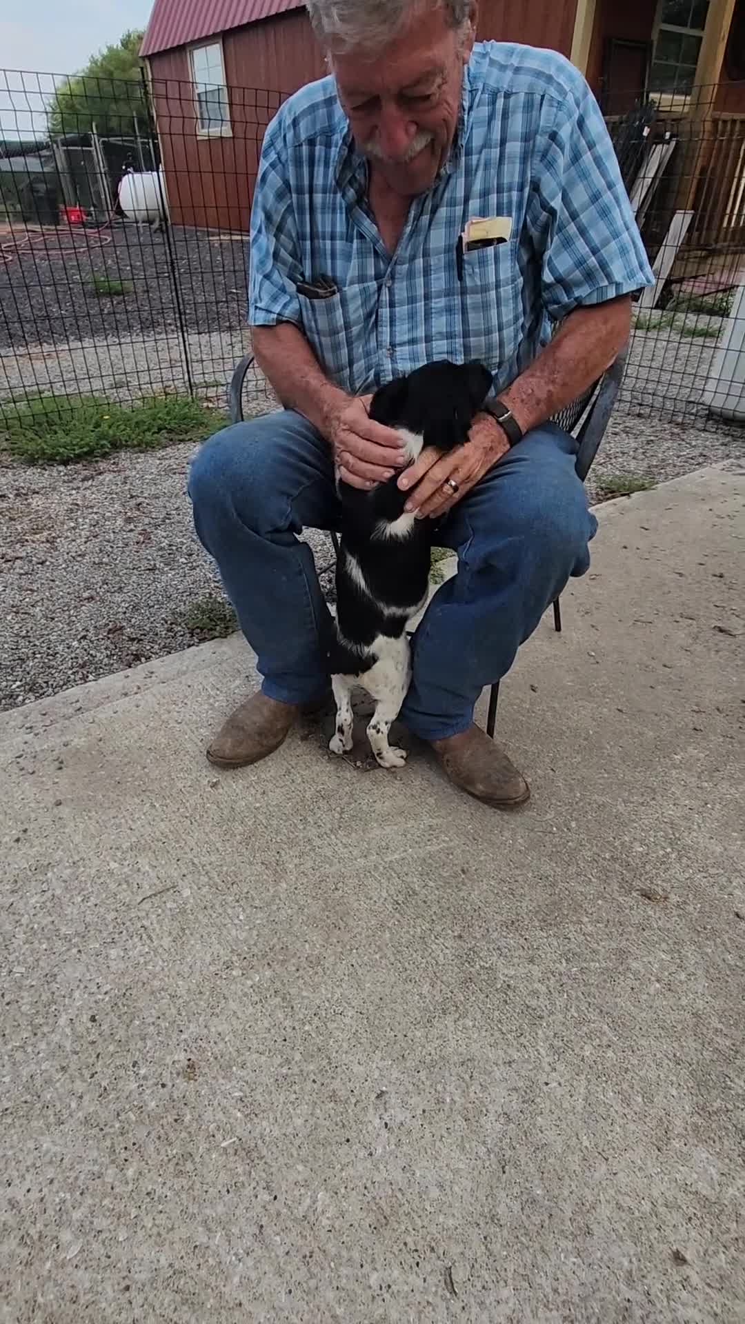 Brittany Spaniel dogs for sale: AKC/UKC French Brittany boy 1 - Video 1