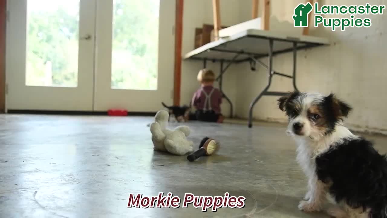 Morkie dogs for sale: Norman - Video 1