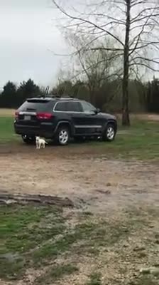 German Shepherd dogs for sale: Everest - Video 1