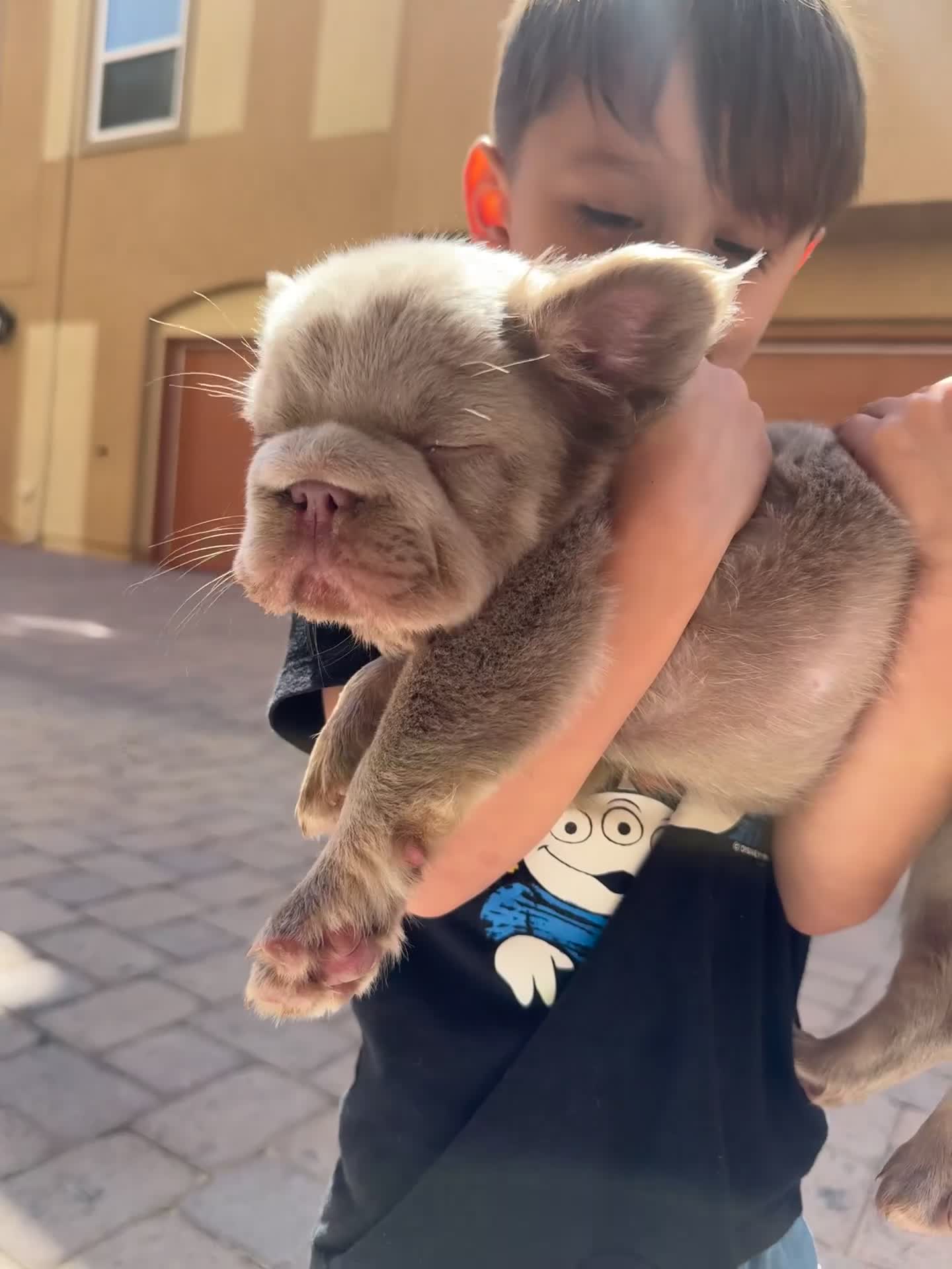 French Bulldog dogs for sale: Cash - Video 1