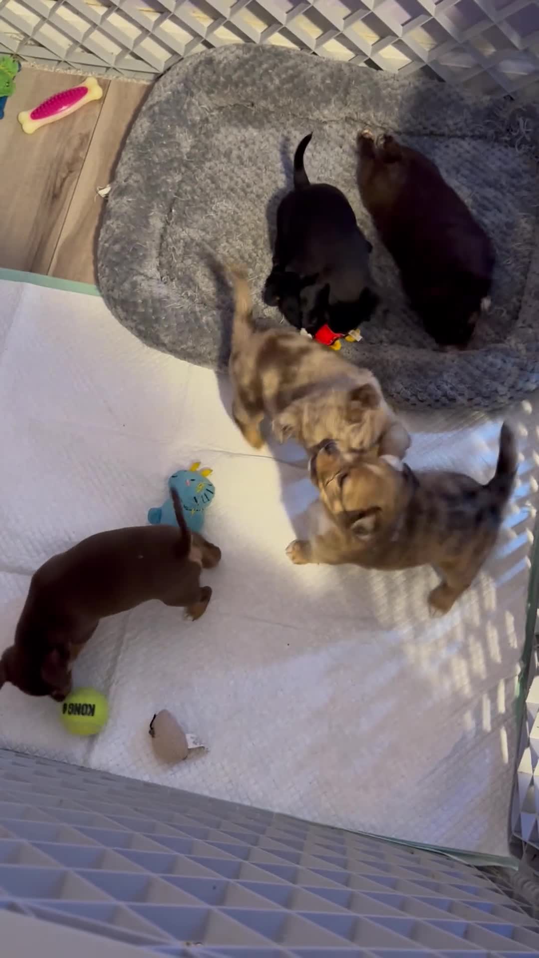 Chihuahua dogs for sale: Chihuahua 5 ready to go tomorrow  - Video 1