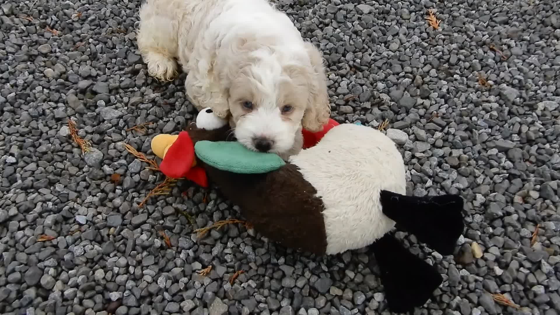 Cockapoo dogs for sale: Ollie - Video 2