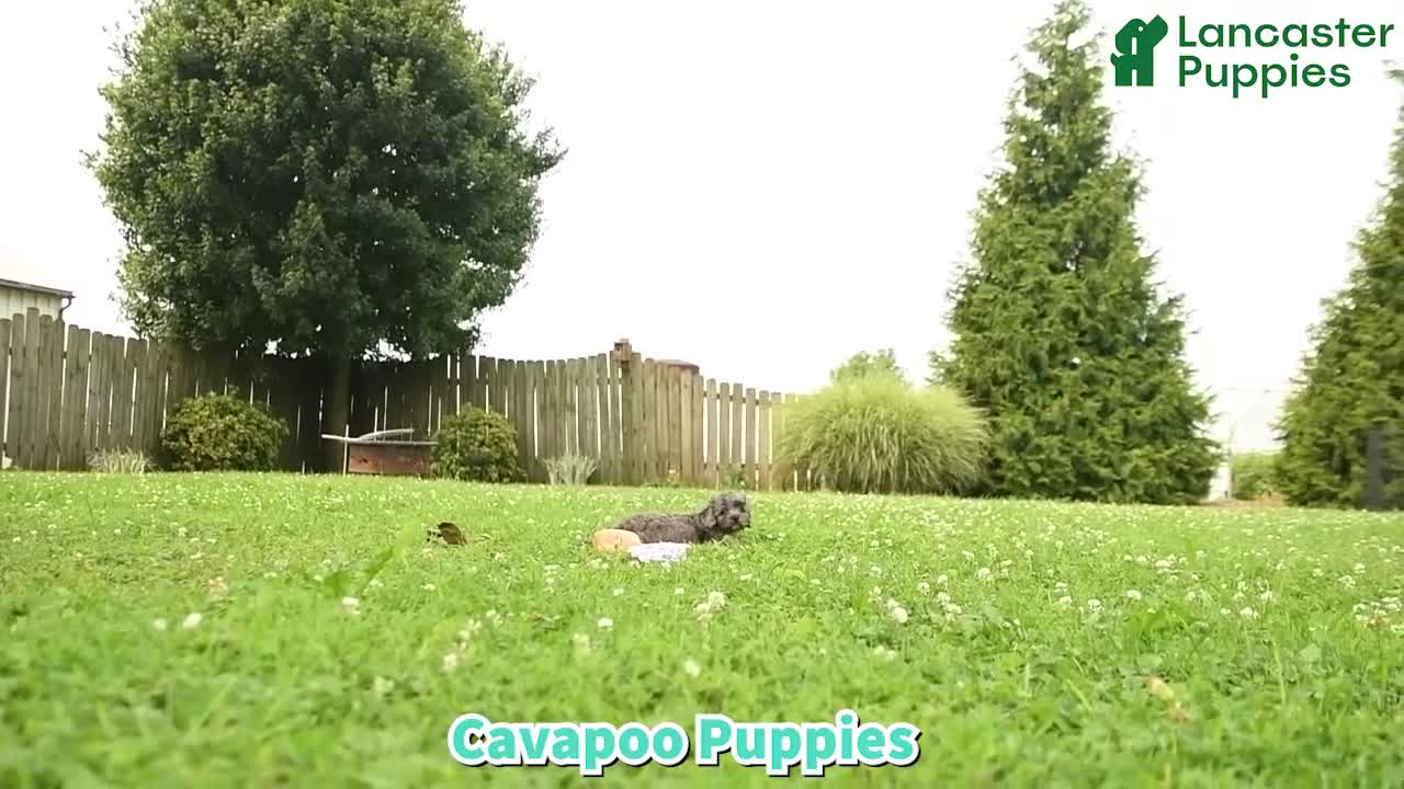 Cavapoo dogs for sale: Romeo - Video 1