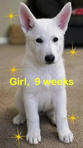 German Shepherd dogs for sale: SHELLY - Video 1