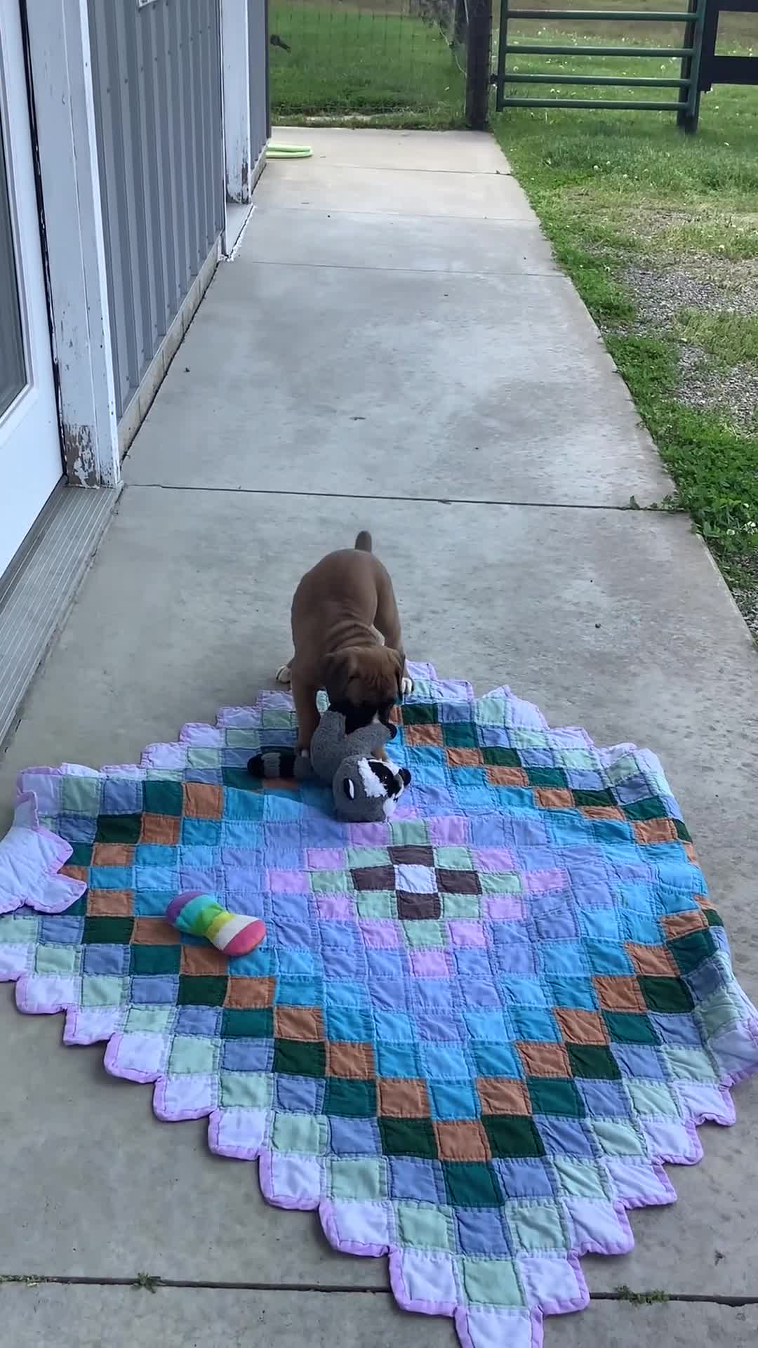 Boxer dogs for sale: Boxer Puppy 3- Susie - Video 1