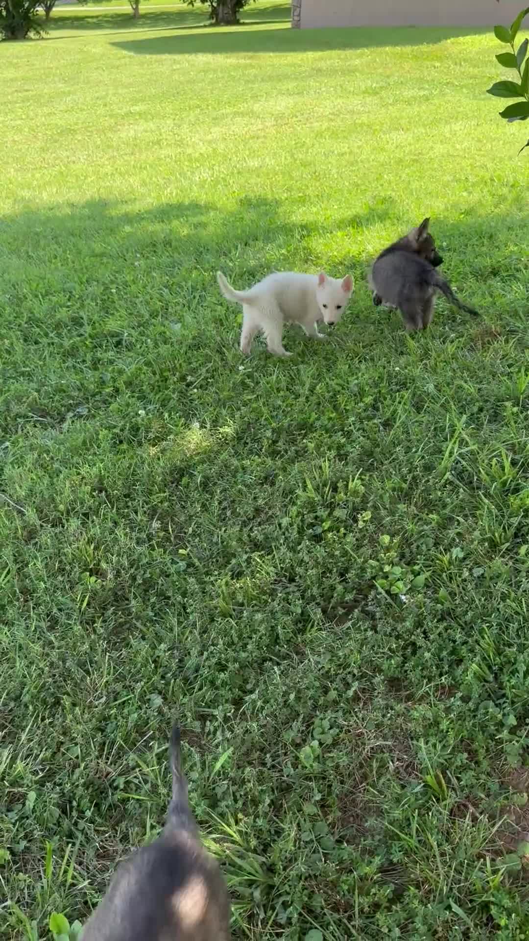 German Shepherd dogs for sale: Max  - Video 5
