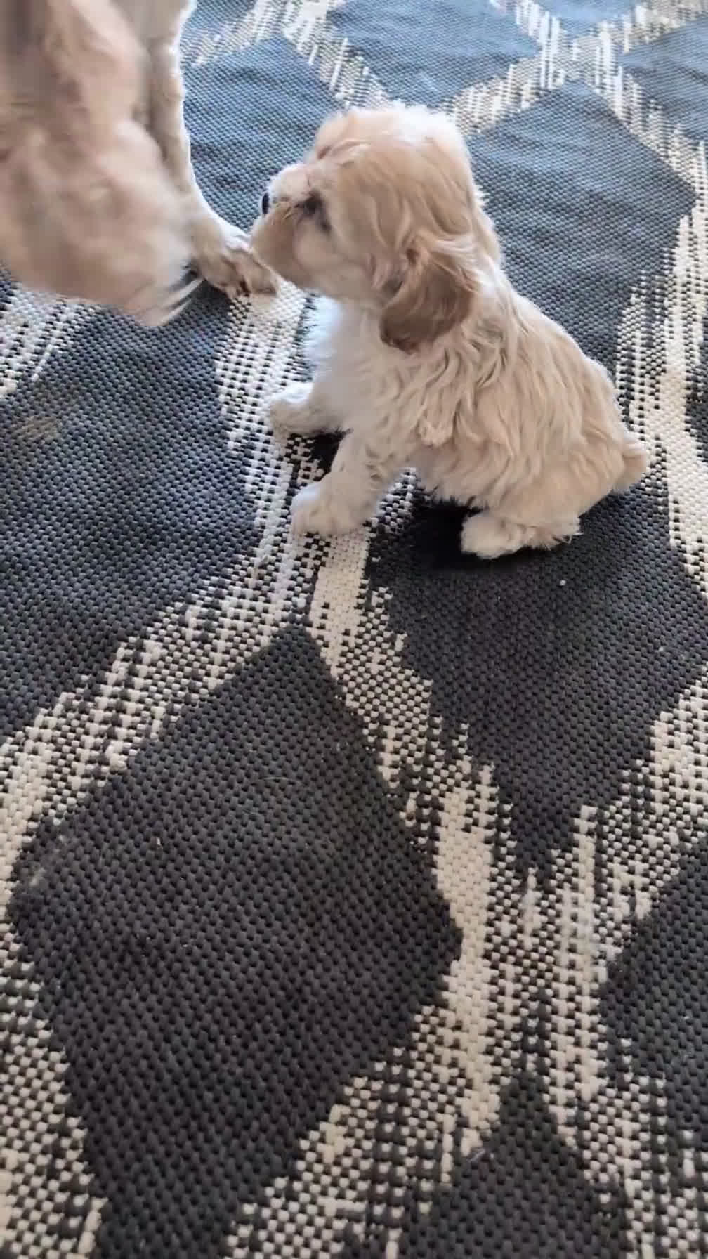 Cockapoo dogs for sale: Talia - Video 1