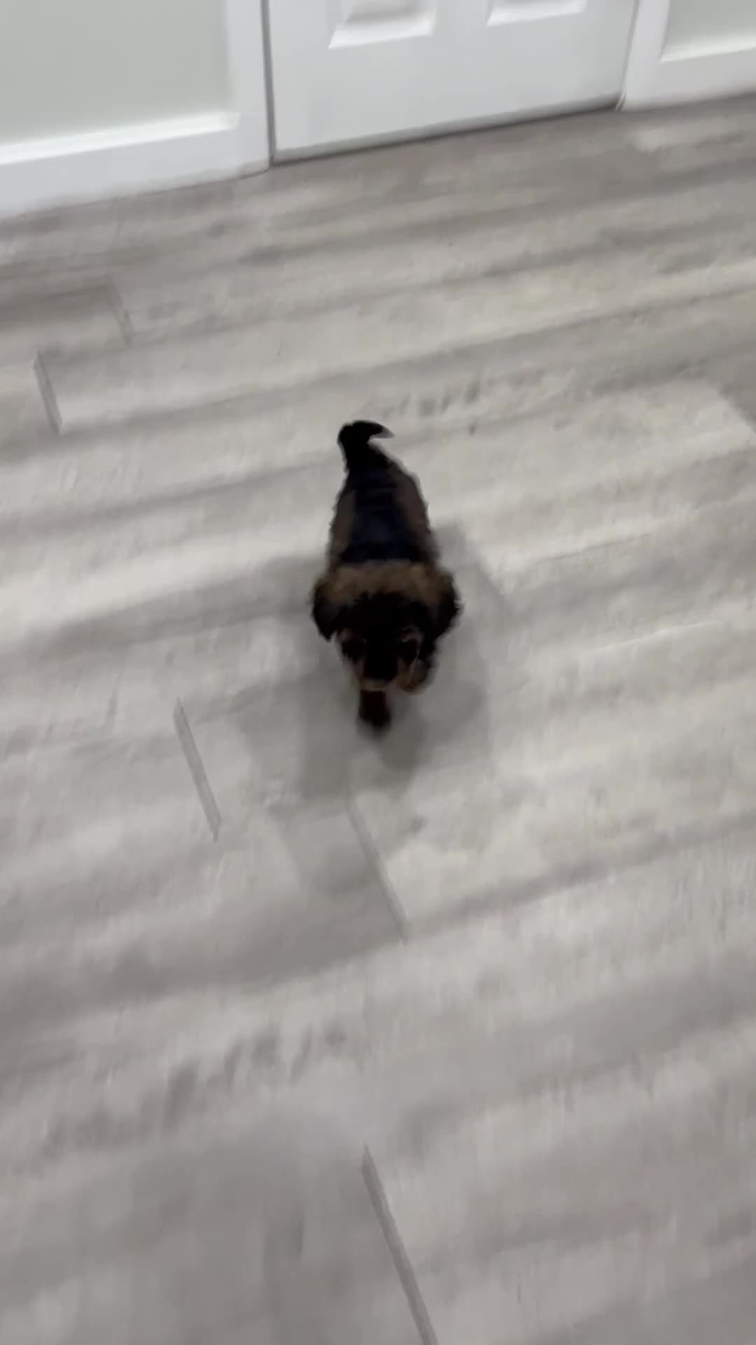 Miniature Poodle dogs for sale: Aria - Video 1