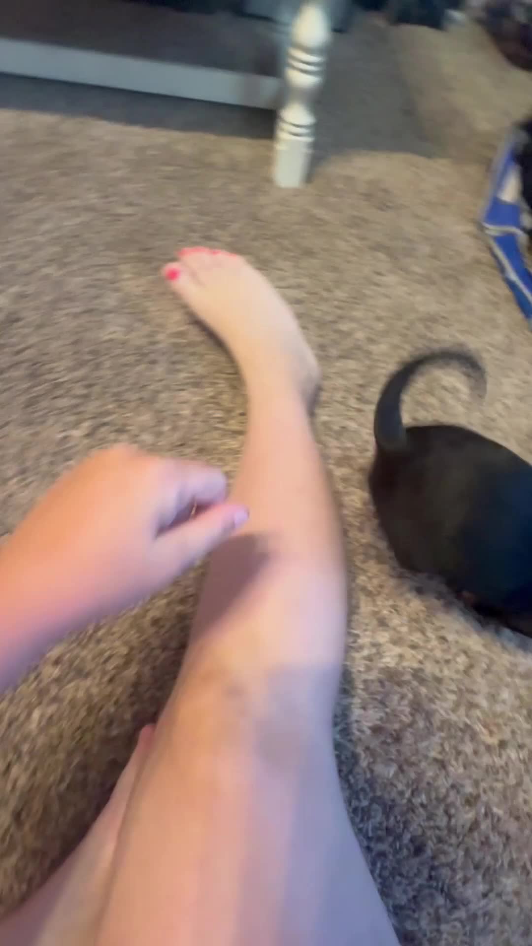 Chihuahua dogs for sale: Chihuahua Puppy 1 - Video 1