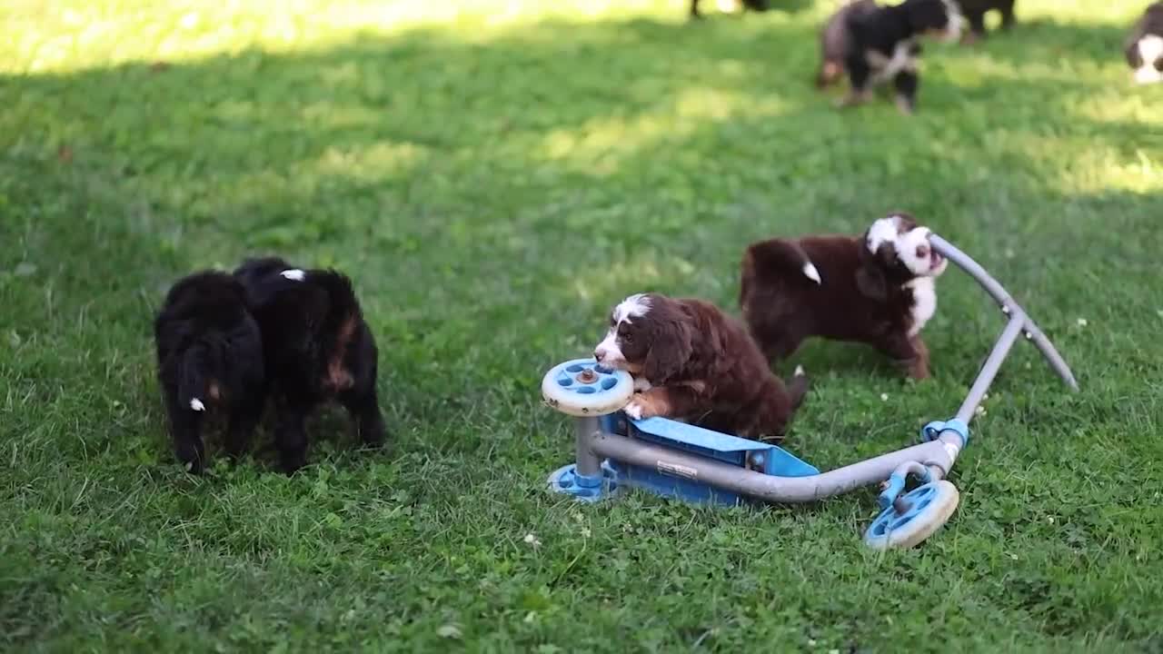 Mini Bernedoodle dogs for sale: Gus - Video 1
