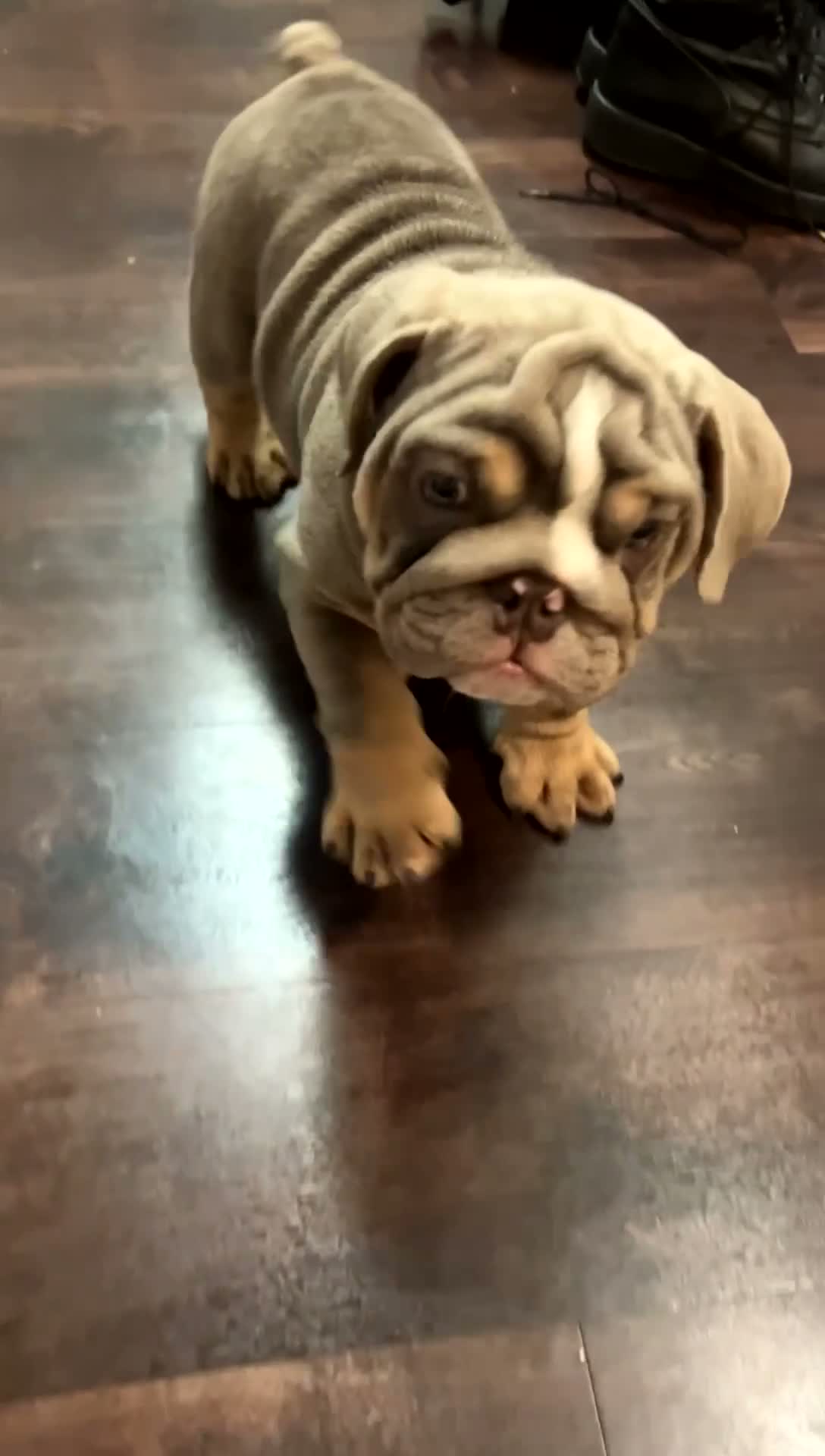 English Bulldog dogs for sale: English Bulldog 1 - Video 1