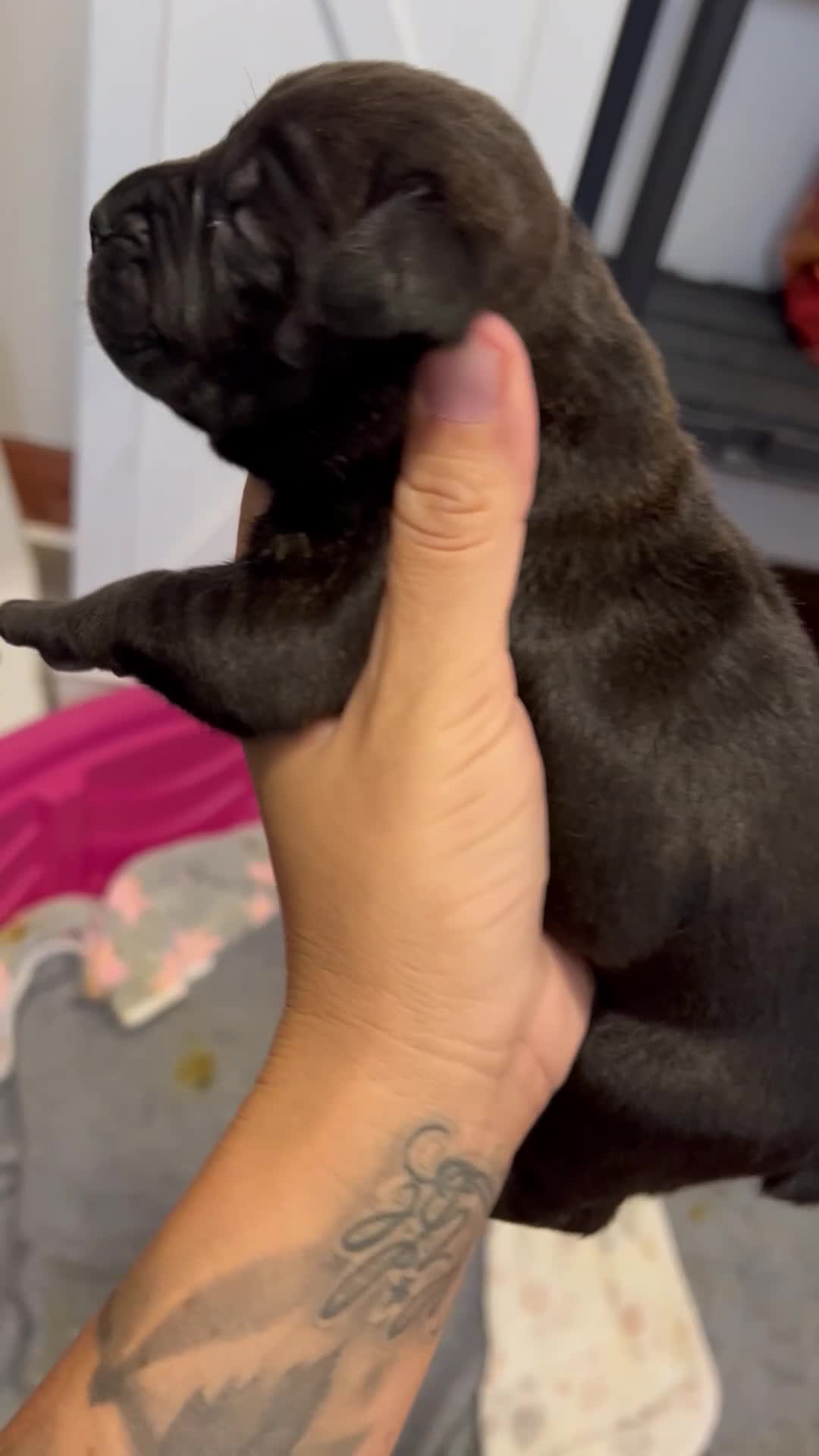Cane Corso dogs for sale: Cane Corso 4 - Video 1