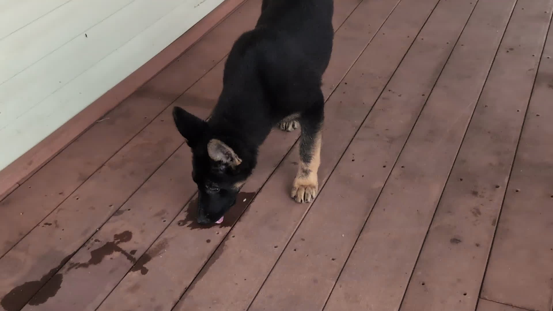German Shepherd dogs for sale: Deidra - Video 2