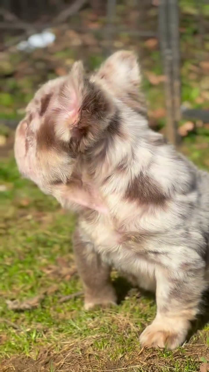 French Bulldog dogs for sale:  Female Micro French Bulldog Puppy Henny - Video 1