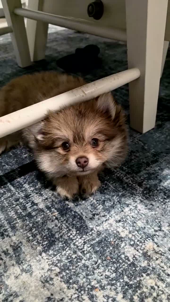 Pomeranian dogs for sale: Dyna - Video 1