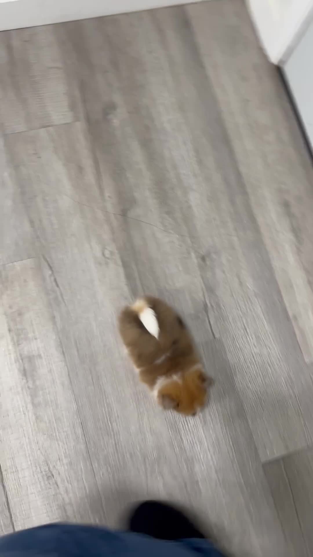 Pomeranian dogs for sale: Dolly - Video 1