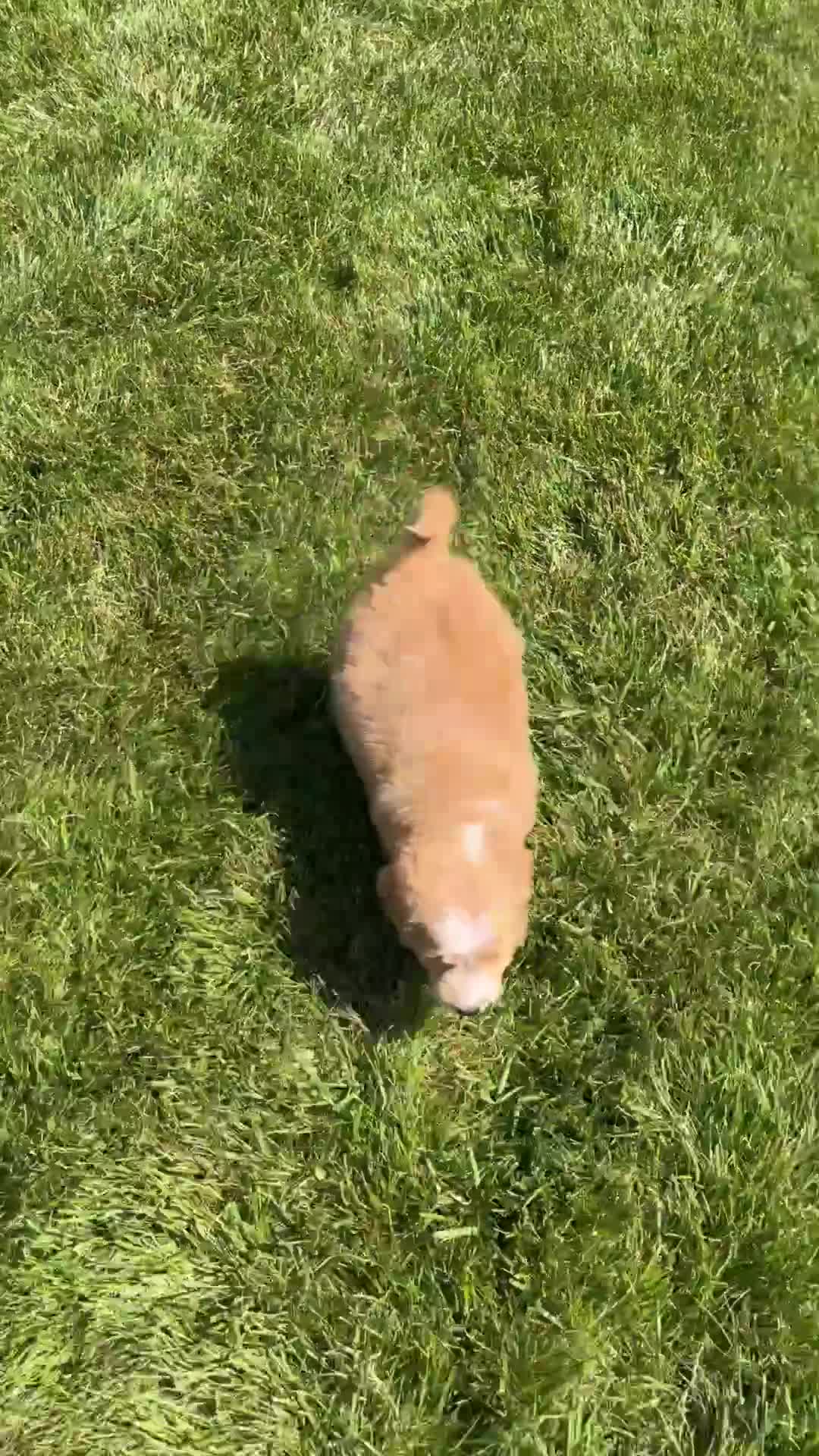 Mini Goldendoodle dogs for sale: Loyal - Video 1