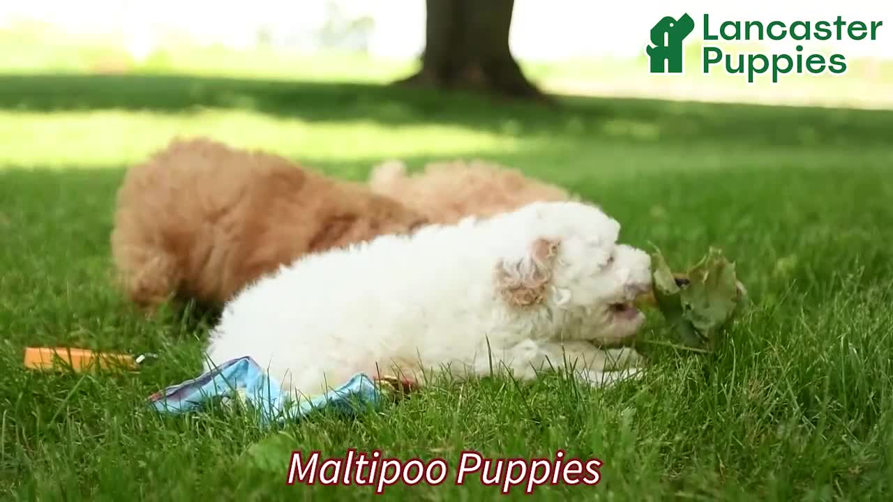 Maltipoo dogs for sale: Willow - Video 1