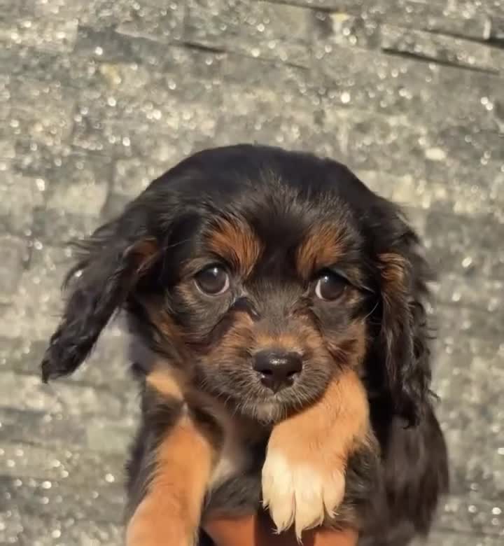 Cavapoo dogs for sale: Charlie🐾❤️ - Video 1