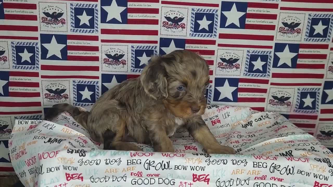 Cavapoo dogs for sale: Max - Video 2