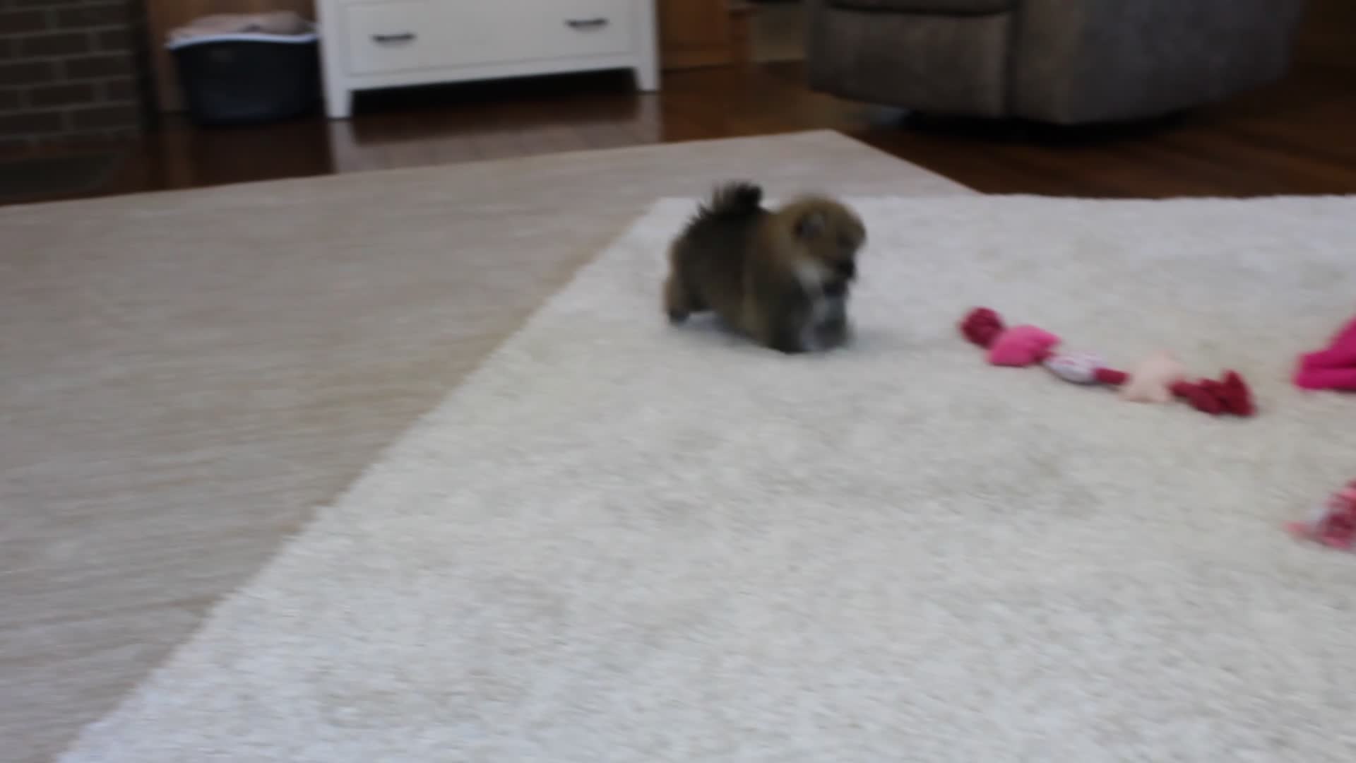Pomeranian dogs for sale: Teacup Paisley - Video 2