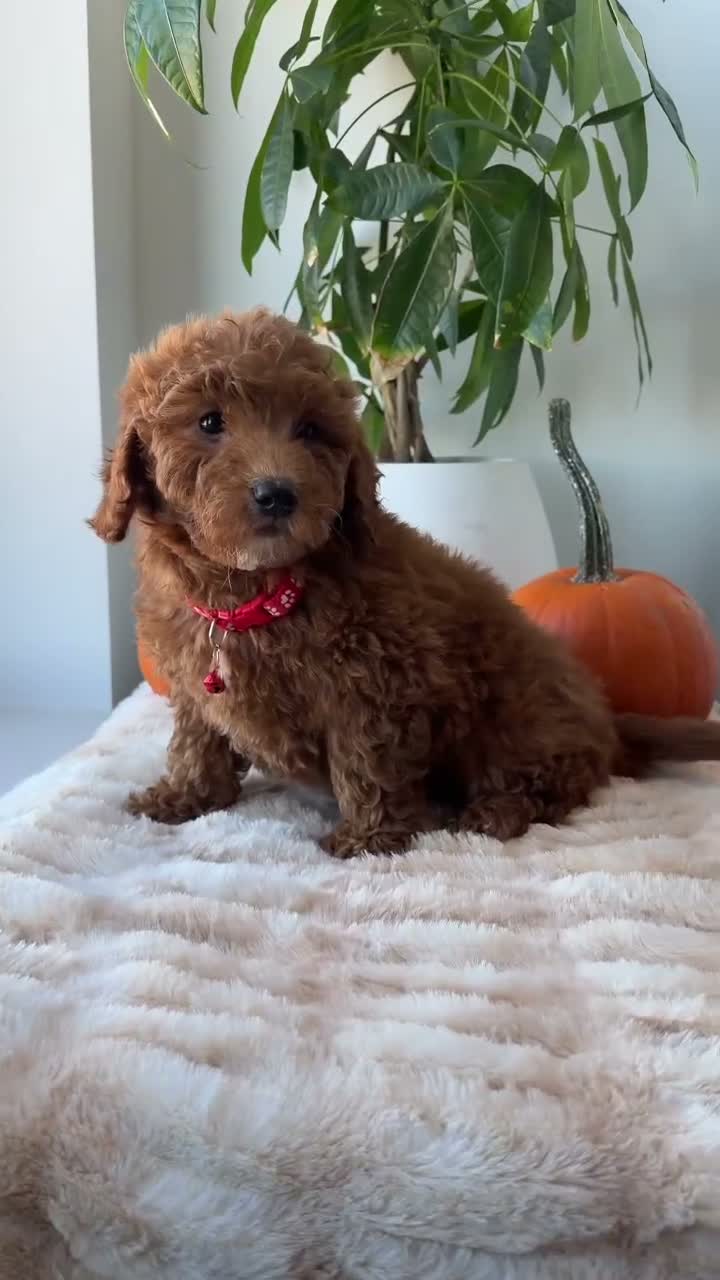 Mini Goldendoodle dogs for sale: Armani - Video 1