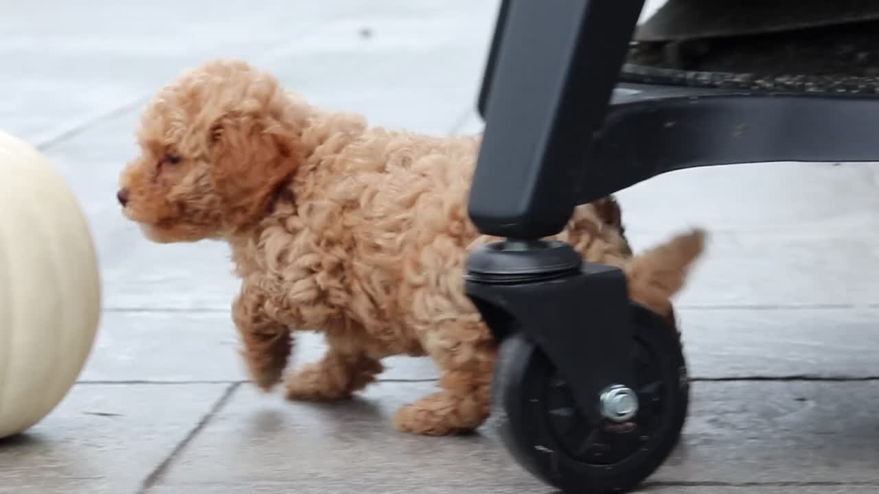 Cavapoo dogs for sale: Cosby - Video 1