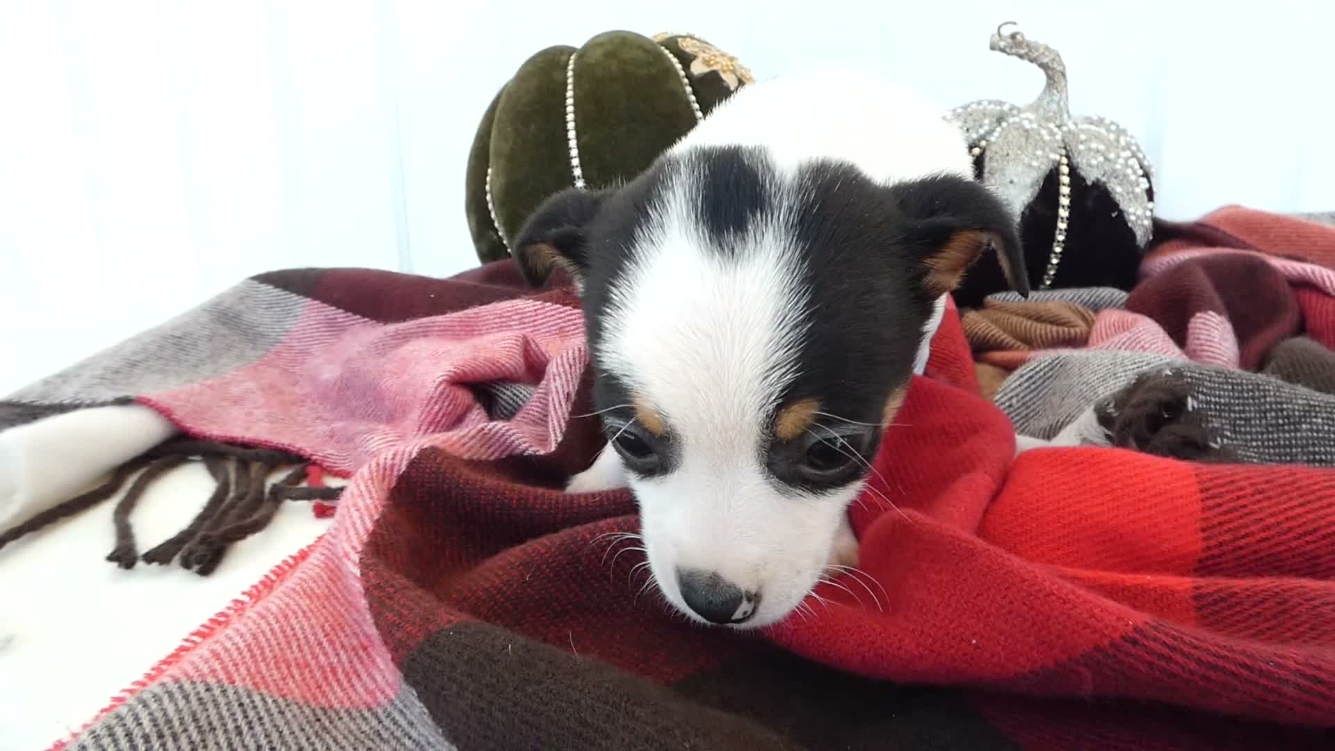 Chihuahua dogs for sale: Chihuahua 3 Thunder - Video 1