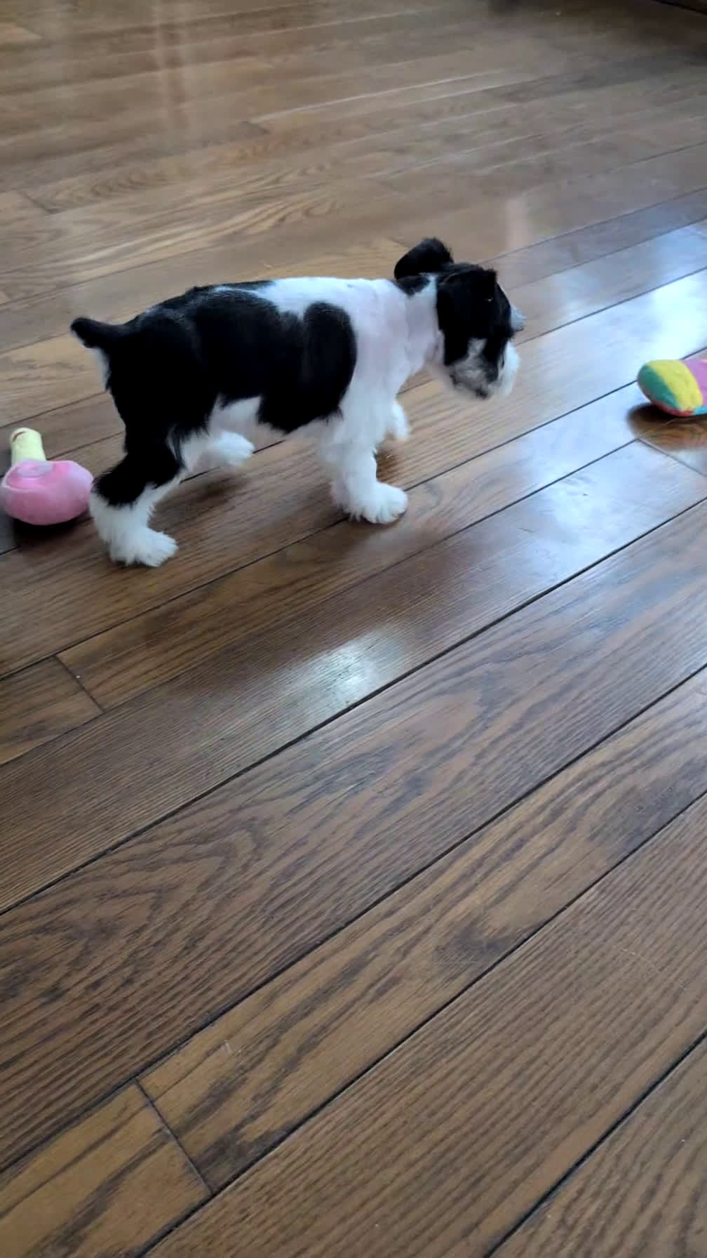 Miniature Schnauzer dogs for sale: Mya - Video 1