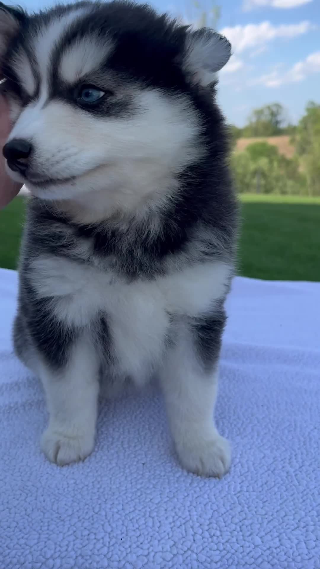 Pomsky dogs for sale: Sadie - Video 1