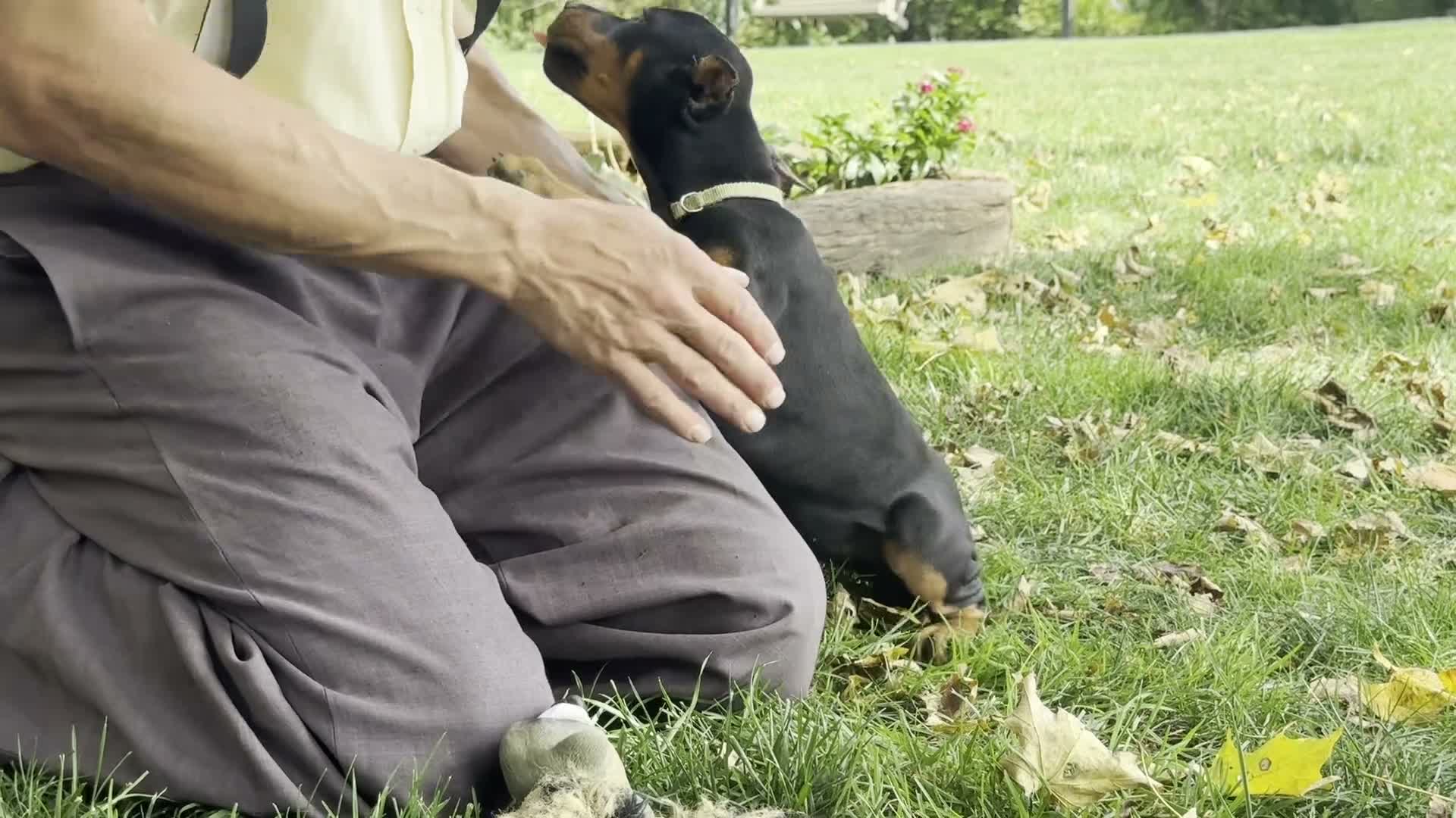 Doberman Pinscher dogs for sale: Bella - Video 1