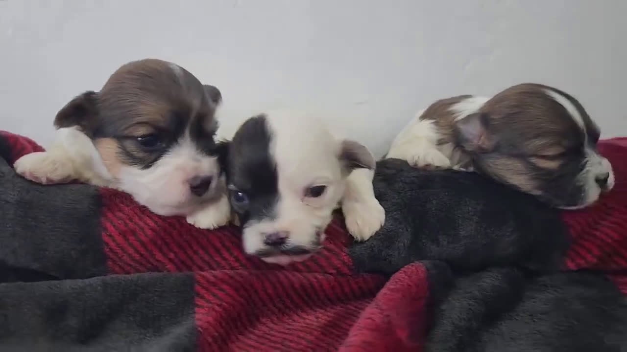 Havanese dogs for sale: VANCE - Video 7