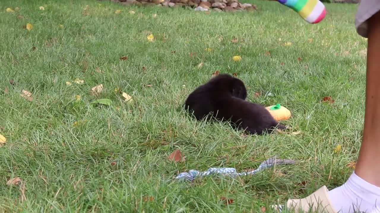 Bernese Mountain Dog dogs for sale: Scarlett - Video 1