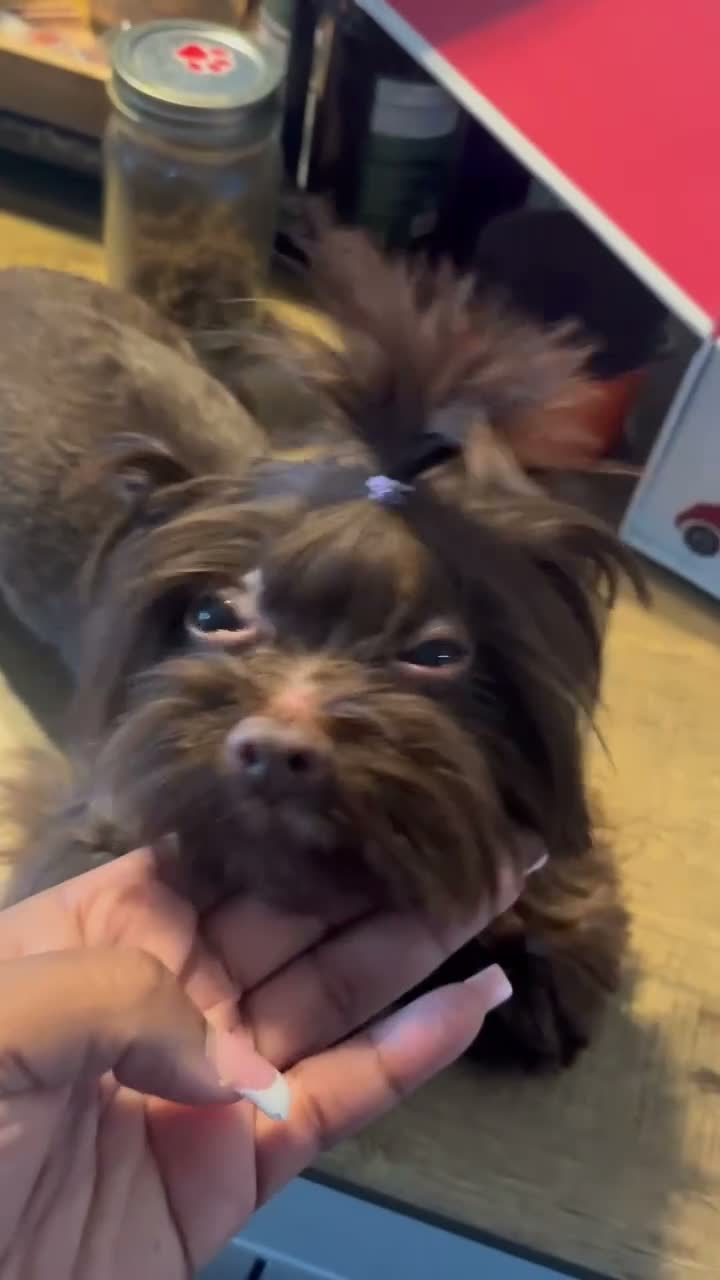 Yorkshire Terrier dogs for sale: Yorkshire Terrier 1 - Video 1