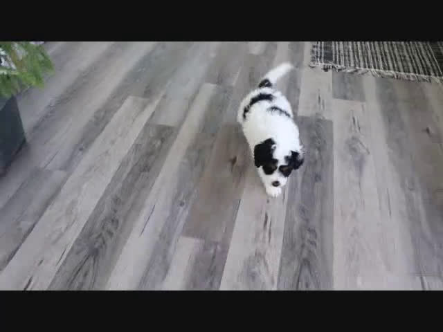 Mini Bernedoodle dogs for sale: Speckles - Video 1